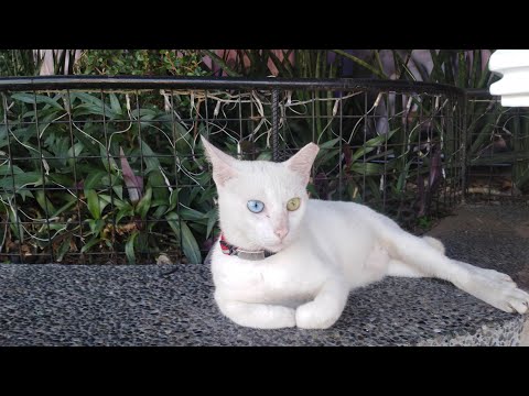 Rare Cat With Eyes Of Different Colors | Glenny is live!