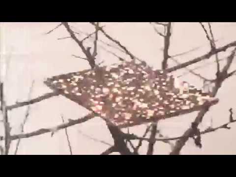 Amber Cox - The Temperance ( Official Video )