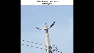 Download lagu When Bird's Nest Destroyed it took revenge by Almighty Push 🐦💔 | Natural Revenge feel pain #shorts mp3