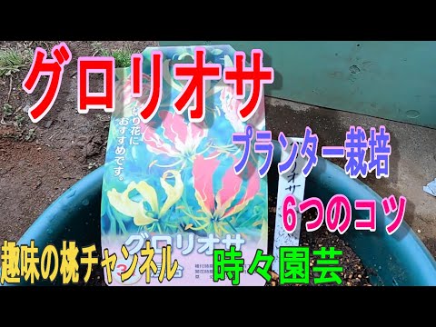 園芸 栽培サルシファイ、ネギ葉サルシファイ、ホワイトサルシファイ