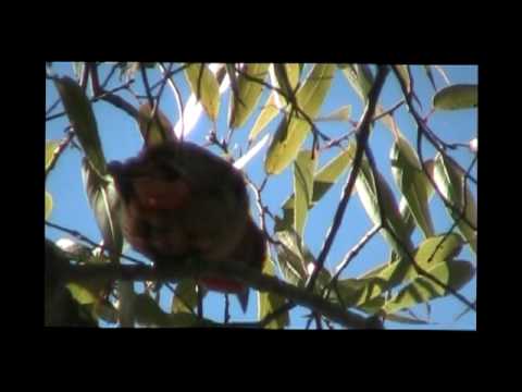 El Palomo - Violeta Parra