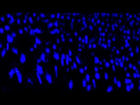 [HD] Super Junior - SUPER SHOW 4 OSAKA