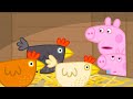 Feeding Granny S Chickens Peppa Pig Official Full Episodes