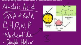 Identifying Macromolecules