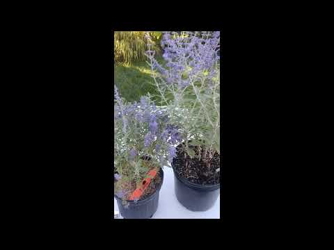 Growing Russian Sage and Caryopteris For Autumn Blue Flowers And Silver Foliage