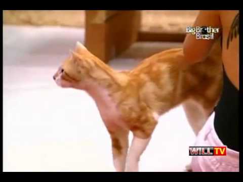 BBB10 - Gato e Cacau