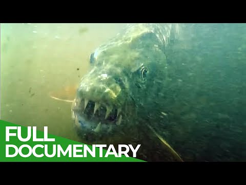The Creepy & Bizarre World of the Okavango Delta