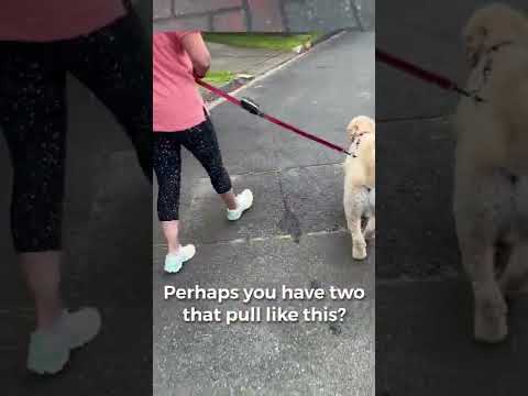 The Pack Whisperer (Read Profile First) video.