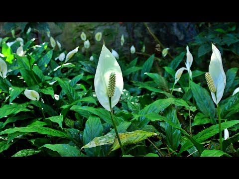 download lagu mp3 mp4 Spathiphyllum Wallisii, download lagu Spathiphyllum Wallisii gratis, unduh video klip Spathiphyllum Wallisii