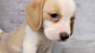 ビーグルの動画01