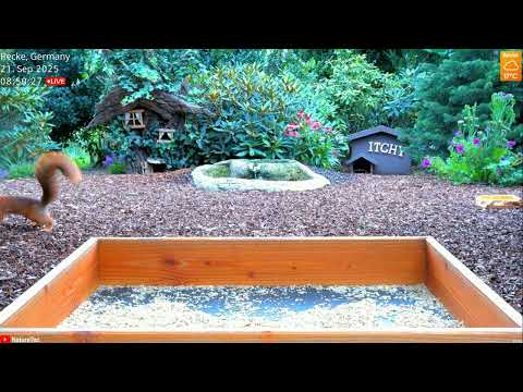 2025 09 21 red squirrel