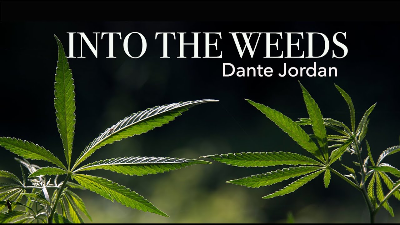 INTO THE WEEDS | DANTE JORDAN