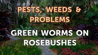 Green Worms on Rosebushes
