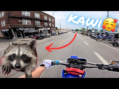 I drove across country to meet CHICAGOS FAMOUS RACCOON