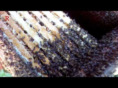 Вот это сила семьи на пасеке!!!