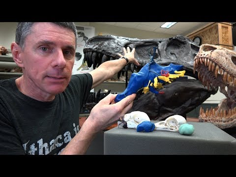 Random Act of Anatomy - bird & dinosaur brains