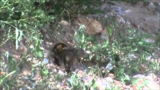 Other Critters _ Kenya May 2012