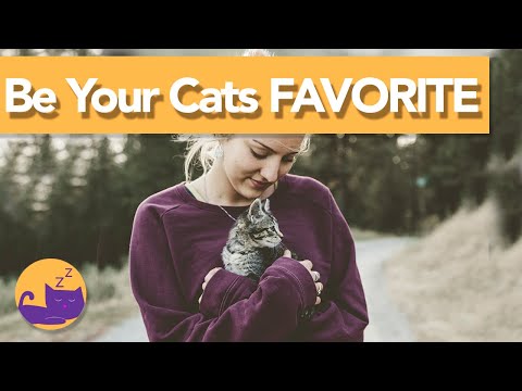 How to Be Your Cat's FAVORITE Person! | TOP TIPS - YouTube