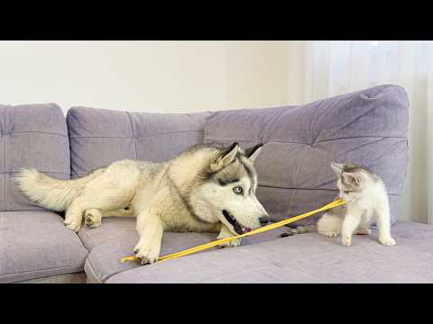 YouTube 썸네일