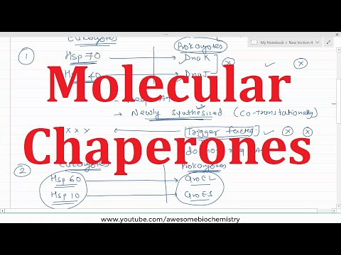 26. Molecular Chaperones