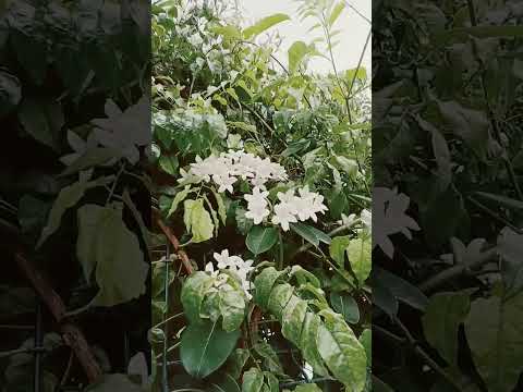 , title : 'Stephanotis floribunda, jazmín de Madagascar - Las plantas de Teresa'