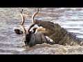 Amazing Crocodile Surprise Attacks Kudu Underwater - Wild Animals Attack - Crocodile Vs Kudu