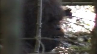 Bigfoot Video Claims 2013: Footage, Evidence Claimed By Researchers In New Video video