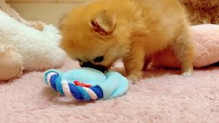 ハーフ犬の動画01