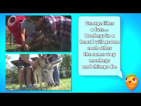 Official Farm Heroes Saga - Be a Farm Hero - Attention Seeking George