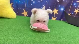 ハーフ犬の動画01