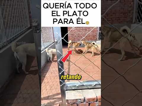 Pelean por el plato de comida