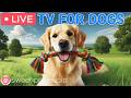 24 Hours Of Dog TV Calming Music For Dog Sleep 🩷Soothing Music For Dog Anxiety And Stress Relief
