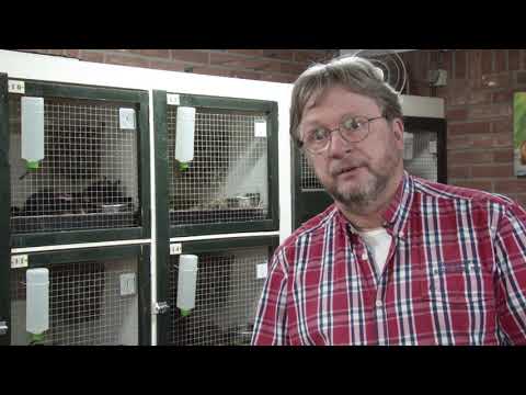 Club van de Week #24 - Hengelose Kleindieren Sportfokkers Vereniging