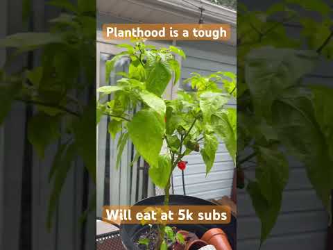 Going to eat the worlds hottest pepper the Carolina reaper! #challenge #plant #nature #race #racing