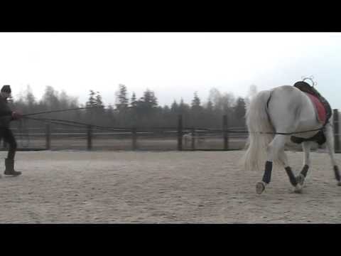 lonżowanie u Ratajczaka