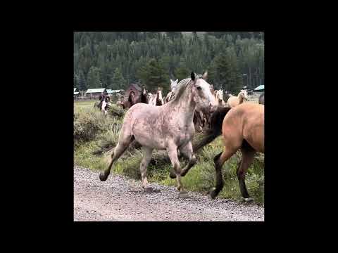 The Triangle X Dude Ranch in Jackson Hole, Wyoming.