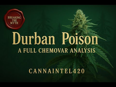 Durban Poison A Full Chemovar Analysis