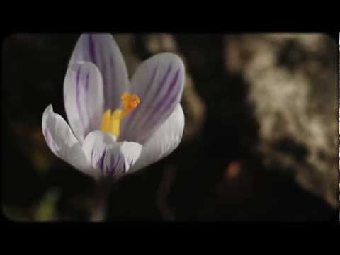 Demograffics feat. Ucee - Universal Vibrations [Official HD Version]