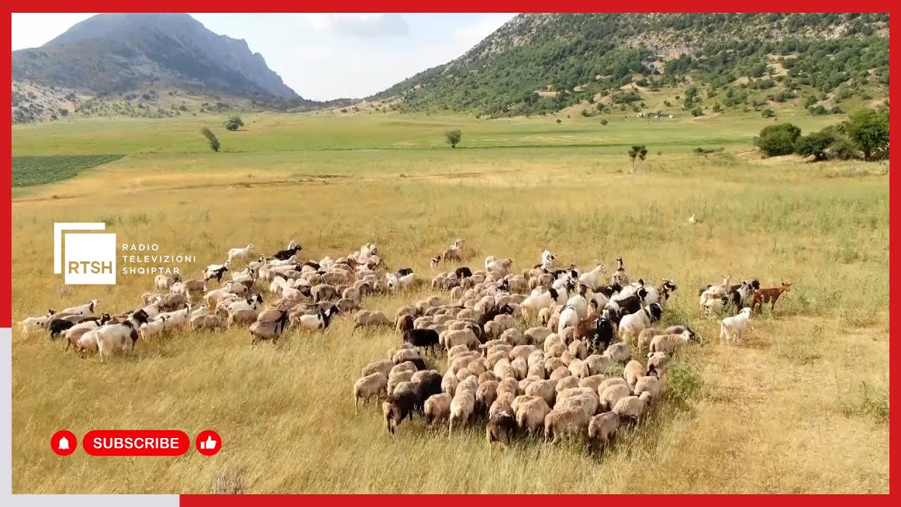 Uji për bagëtitë – Ndërtimi i rezervuarëve, investim i domosdoshëm për blegtorinë