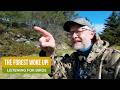 The Forest Sounded Different This Morning | Spring Birdsong