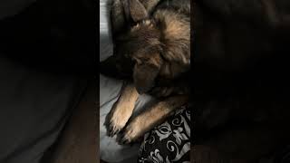 Trying to learn how to walk again and gabby is not impressed #farming #germanshepheard #shorts