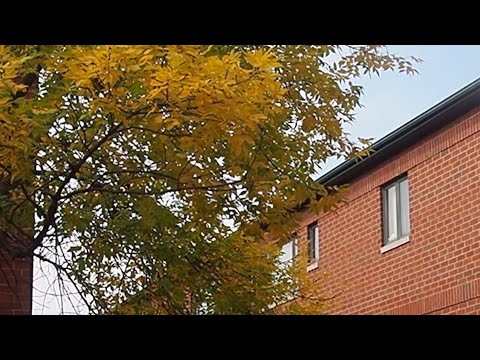 jades - self destruct (audio)