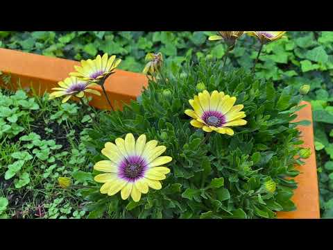 image : Le samedi au jardin : Ehpad la maison des parents (Paris)