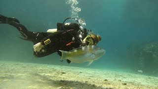 Bermuda's Colourful Reefs | Blue Horizon Diving