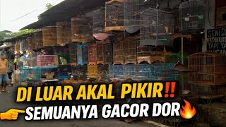 Download lagu GILA‼️ DI LUAR LOGIKA‼️STOK BURUNG KIOS KECIL INI NGGAK HABIS-HABIS‼️ SEMUA GACOR DOR mp3