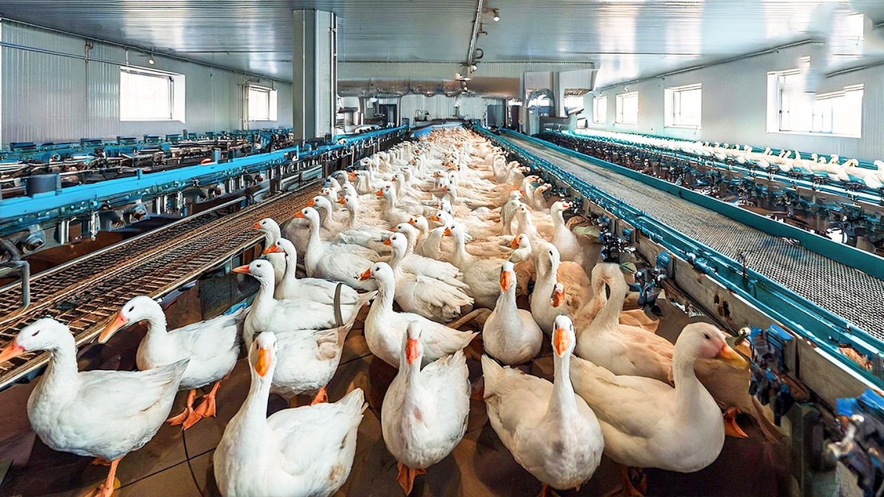 لن تصدق كيف يتم تربية ومعالجة الملايين من الإوز بهذه الطريقة الحديثة!