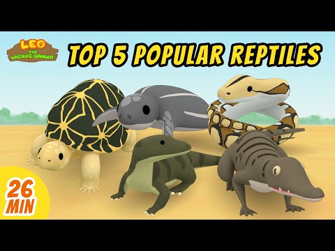 Top 5 Popular Reptiles Minisode Compilation - Leo the Wildlife Ranger | Animation | For Kids