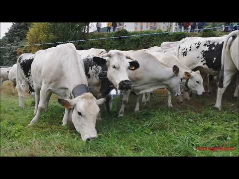 MANDRIA DI MUCCHE A SAMPEYRE IN VALLE VARAITA. (CN) PER LA FIERA DI S. MICHELE. DOM. 26 - 9 - 2021.