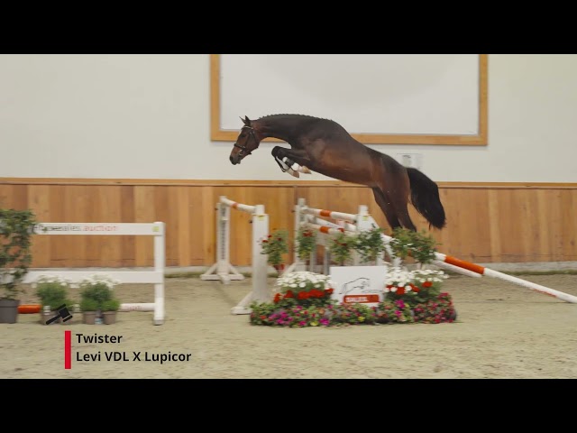 Twister (Levi VDL x Lupicor)
