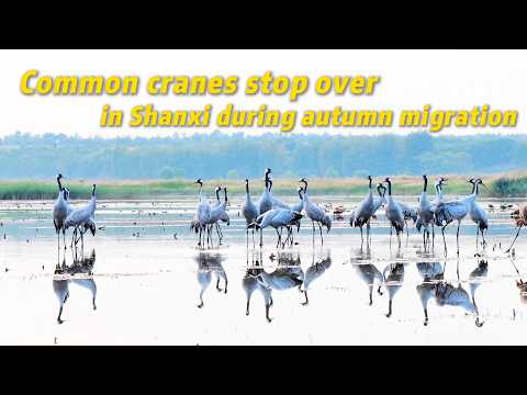 Common cranes stop over in Shanxi during autumn migration